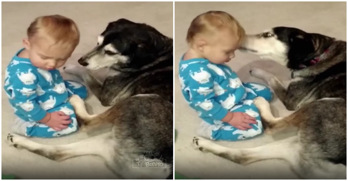 Bebé não consegue manter-se acordado e encontra uma forma SUPER FOFA para dormir