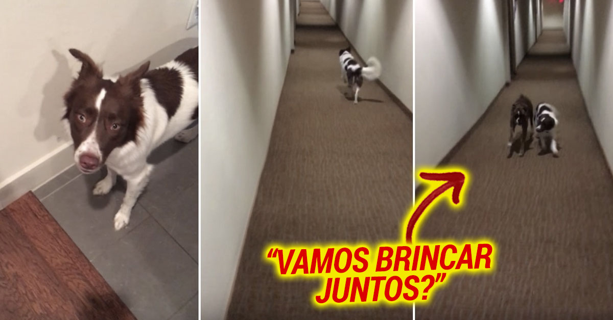 Cadela vai até à casa da vizinha para lhe pedir que a deixe brincar com a sua amiga