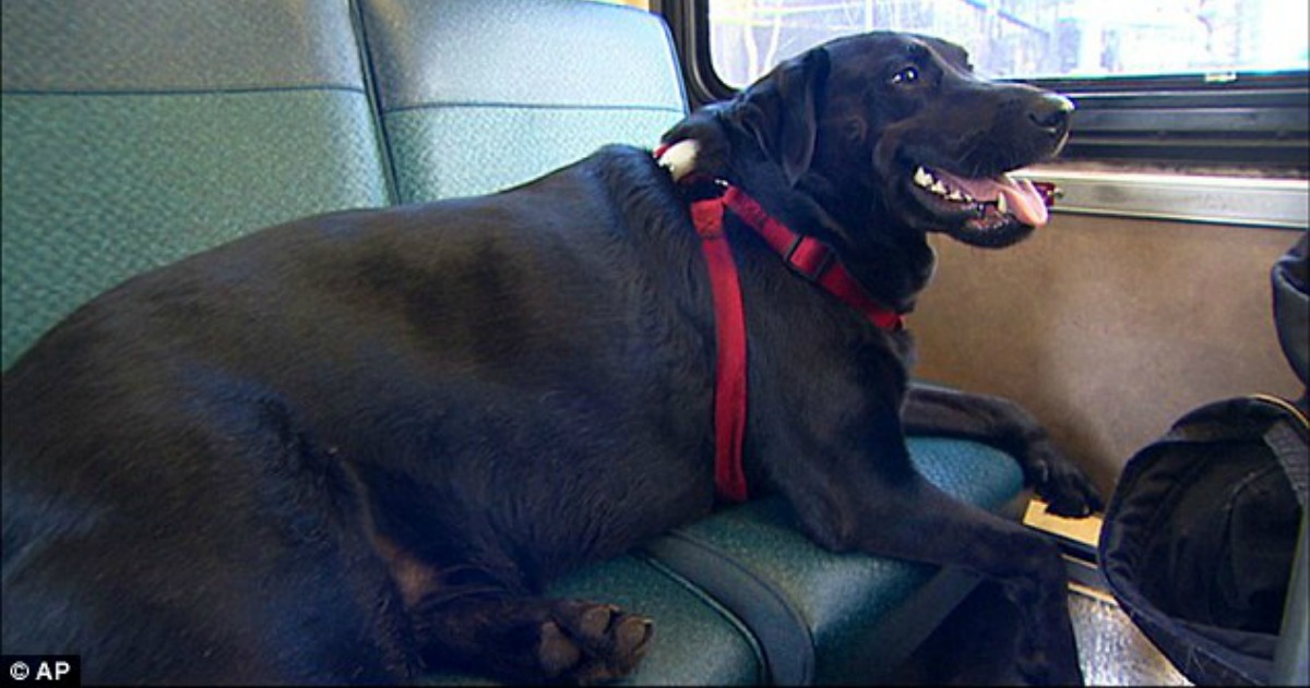Labrador apanha o autocarro sozinho para ir até ao parque