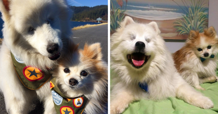 Este cão cego tem agora um amigo que também é o seu cão guia