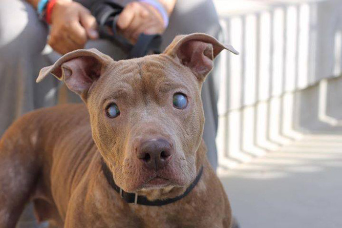 Pitbull cega abandonada num parque finalmente recebe o amor que merece