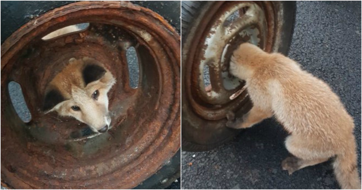 Bombeiros salvam raposa que ficou presa em roda enferrujada