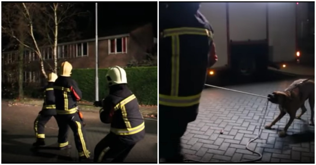 Bombeiros têm uma ajuda muito especial durante a remoção de uma árvore