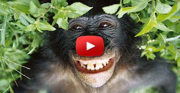 Macaco que faz marshmallows assados?