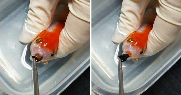 Gastou 400€ para salvar peixe dourado engasgado com uma pedrinha do aquário