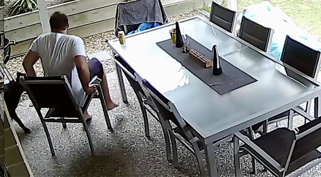 Cão salva dono ao alertar de uma cobra venenosa