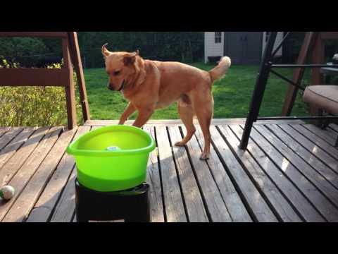 Este adorável cão adora brincar com a sua nova máquina de atirar bolas