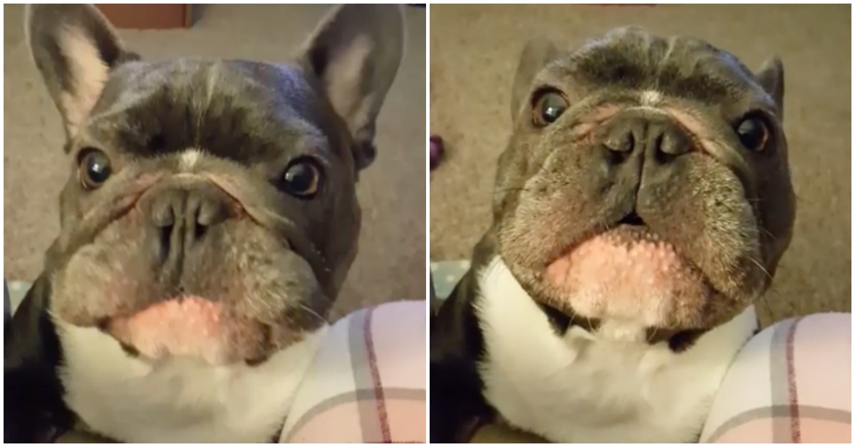 Bulldog francês consegue imitar carro de corrida para comer pizza da dona