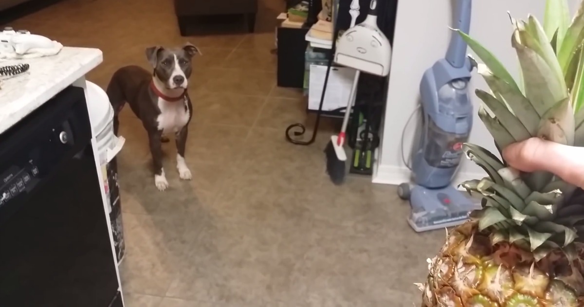 Bullit, o pit bull que odeia peidos