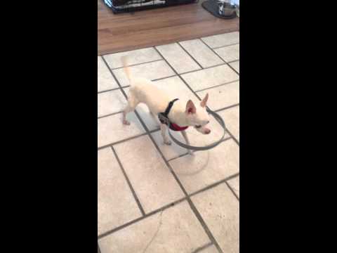 Dona cria sistema para que o seu cão cego conseguisse andar sem ter medo de bater nas coisas