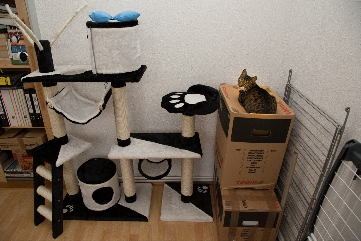 A lógica dos gatos é difícil de compreender mas divertida de ver