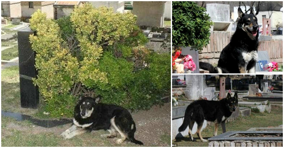 Morreu o cão que velou o túmulo do dono durante mais de dez anos