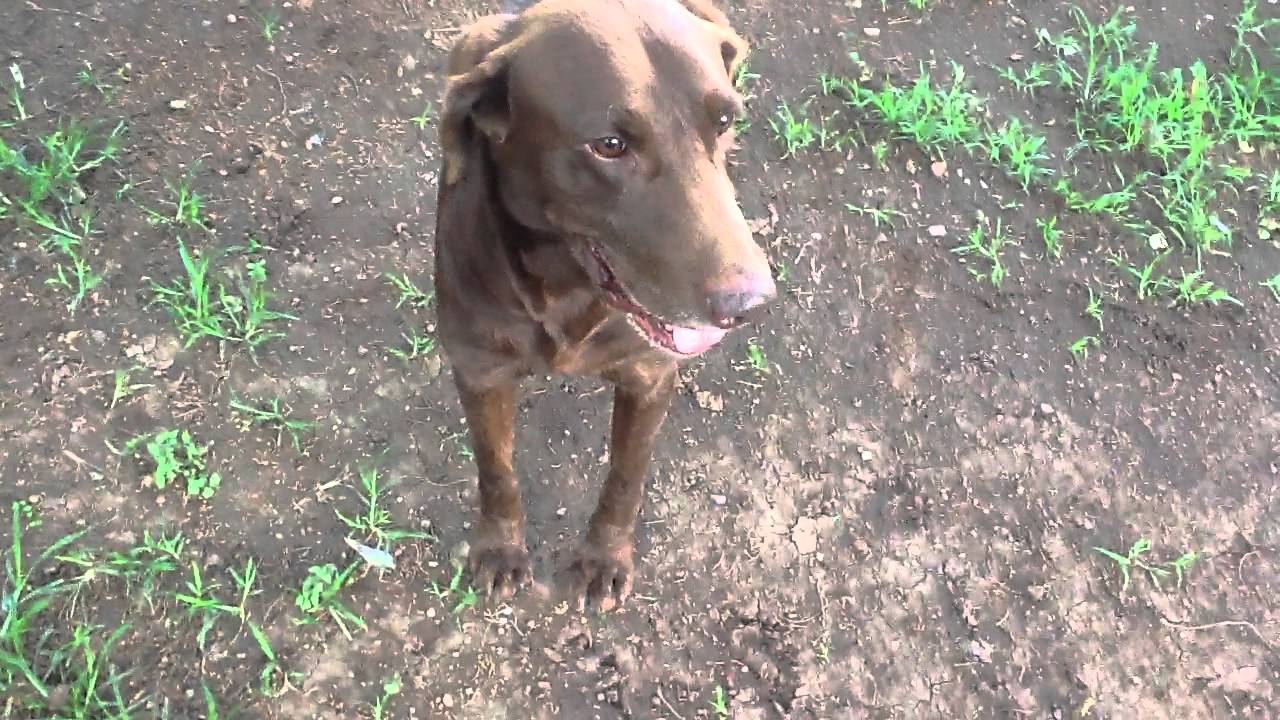 Nunca maltrates um cão!