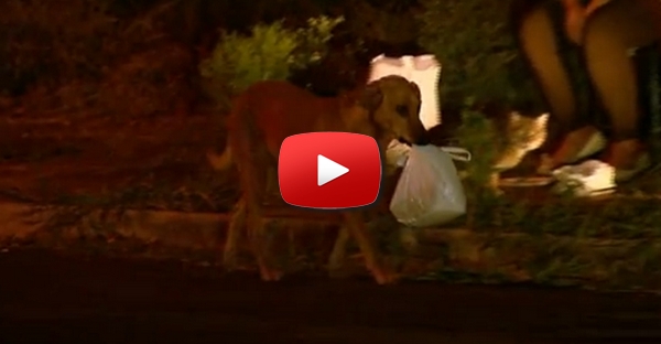 Cachorra abandonada percorria todos os dias 6 Kms... Alguém a seguiu e não queria acreditar!
