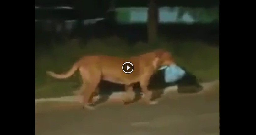 Cachorra abandonada percorria todos os dias 6 Kms... Alguém a seguiu e o resultado foi totalmente inesperado!