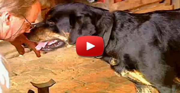 Bidu – O cão que é ajudante numa oficina de mecânica e percebe 100 palavras em português e alemão