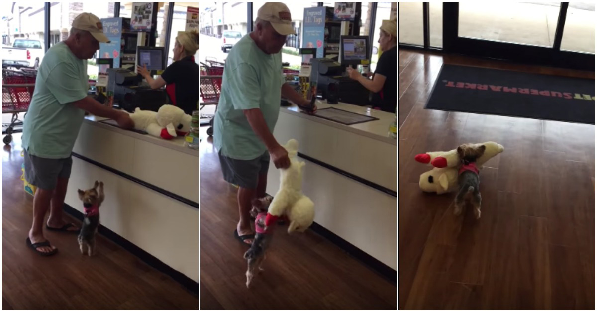 Cadela em extrema empolgação aguarda ansiosamente pelo seu novo brinquedo de peluche