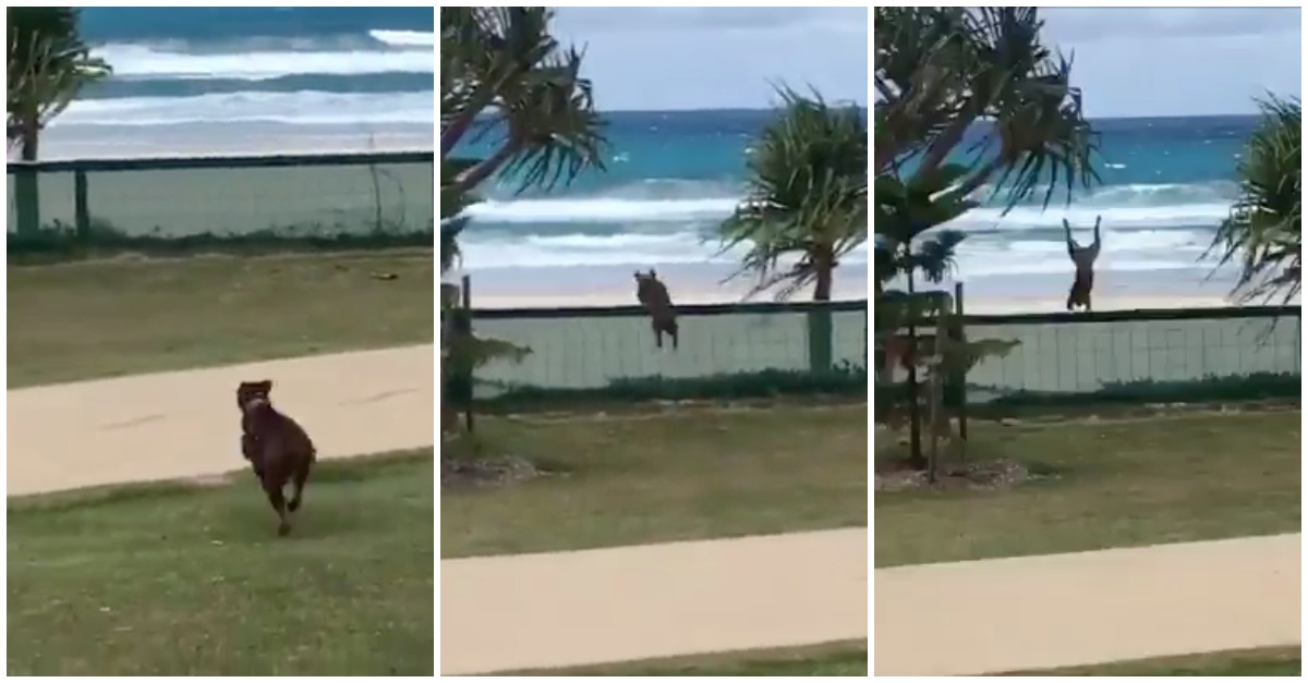 Cadela feliz por estar na praia entra na areia de cabeça, literalmente!