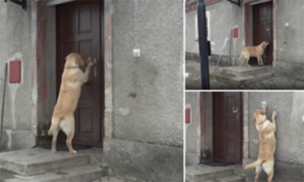 Cadela inteligente sabe como entrar em casa mesmo tendo as portas fechadas