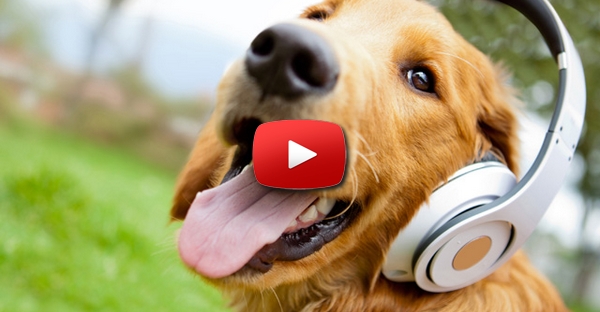 Cão que só reage a ordens do dono, ao som dos The Beatles!