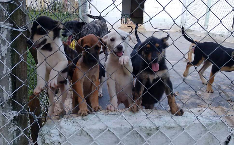 O carro especial leva comida a cães abandonados e outros animais