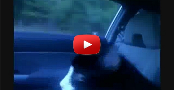 Gato no carro2