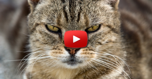 Gato ataca repórter
