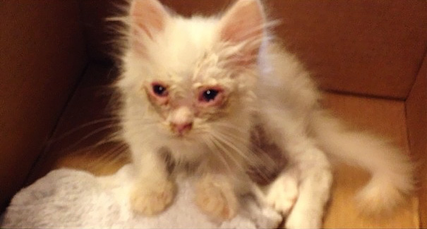 Gato abandonado é salvo e surpreende com a sua extrema fofura