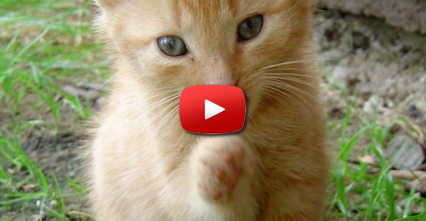 Gato pratica boxe