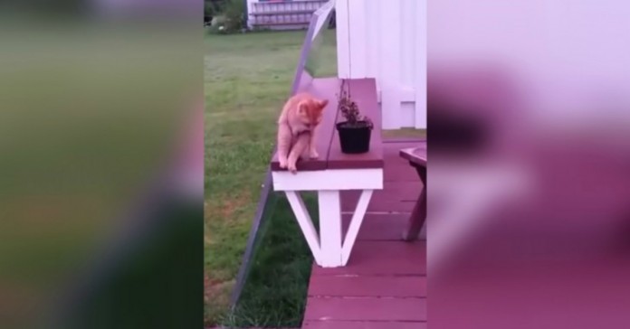 Este gato senta-se como um humano