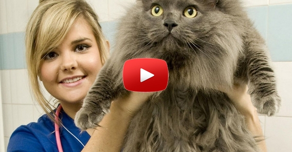 Gato gordo não consegue saltar