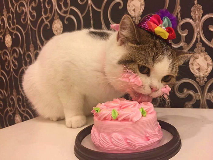 Bolos e gatos são a perdição de muitas pessoas, agora imagina gatinhos a comer bolos. Mesmo fofos!