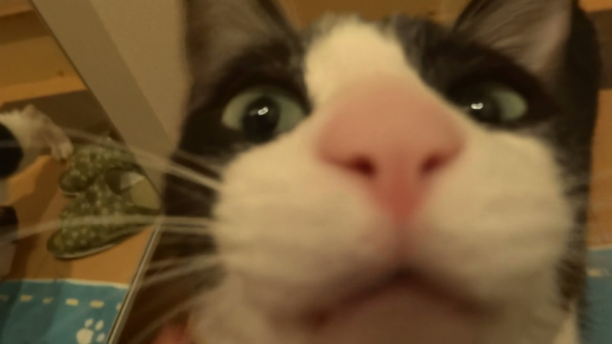 A espetacular reação de um gatinho quando vê o seu dono chegar a casa