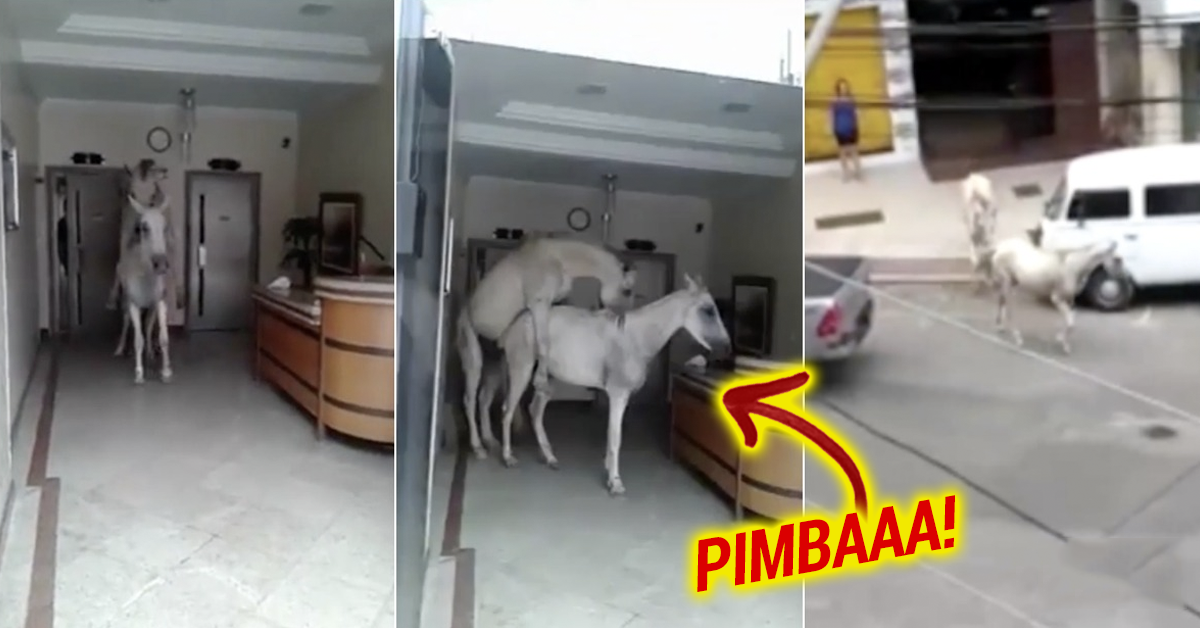 Cavalo e égua invadem prédio comercial para dar uma “mocada”