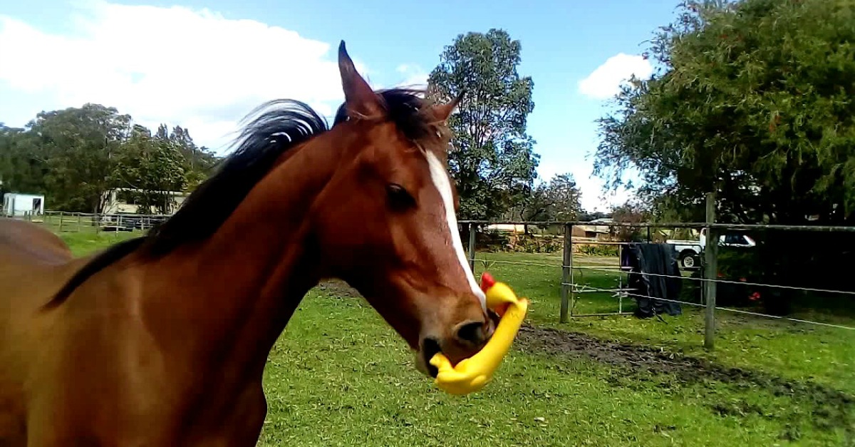 Cavalo encontra uma galinha de borracha no estábulo e faz dela o seu brinquedo favorito
