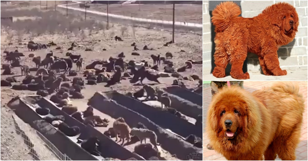 Cães que custavam uma fortuna estão agora ao abandono