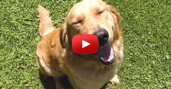 Um cão muito feliz!