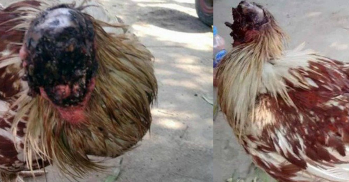 Monges Tailandeses uma adotam galinha que vive sem a cabeça