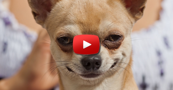 Quando se trata de comer, até os Chihuahua perdem a honestidade :D