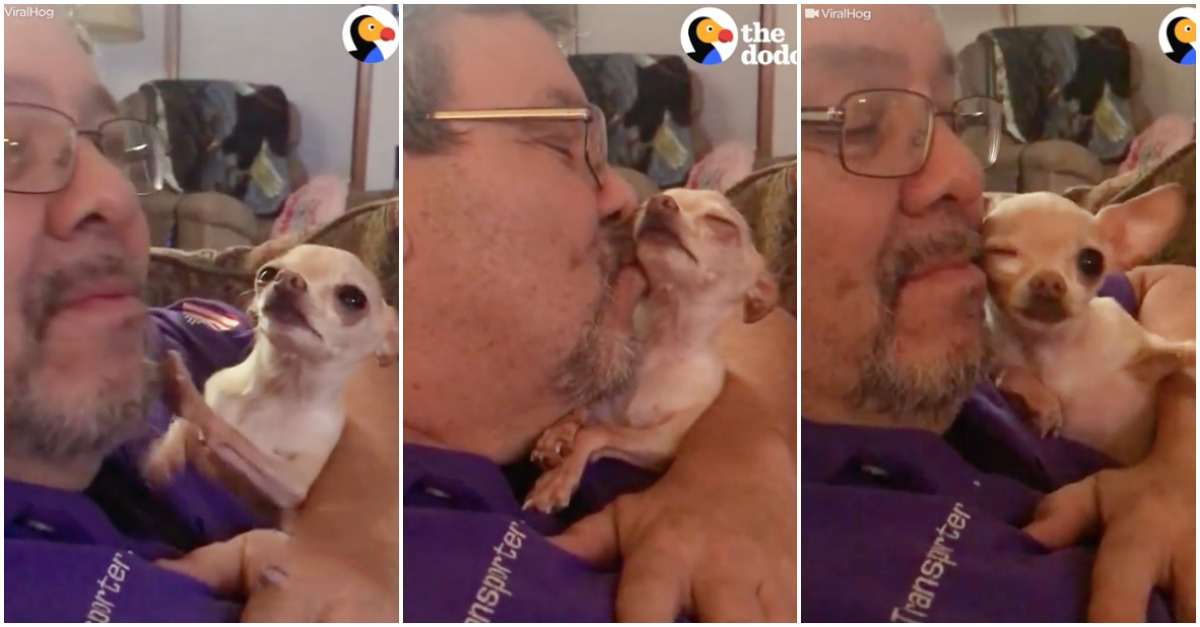 Chihuahua INSISTE que quer mais beijos do dono e a forma como pede ninguém resiste