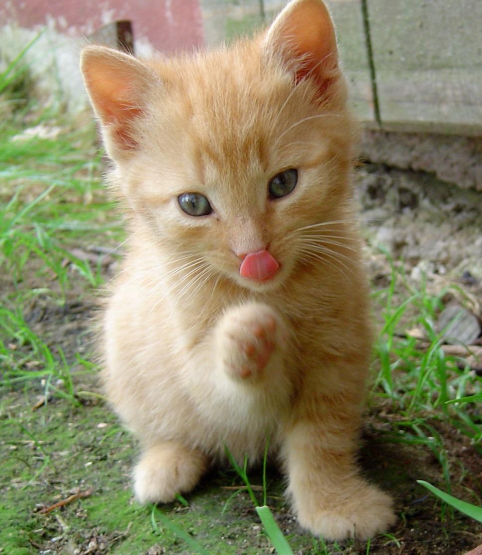 Gato do Chuck Norris
