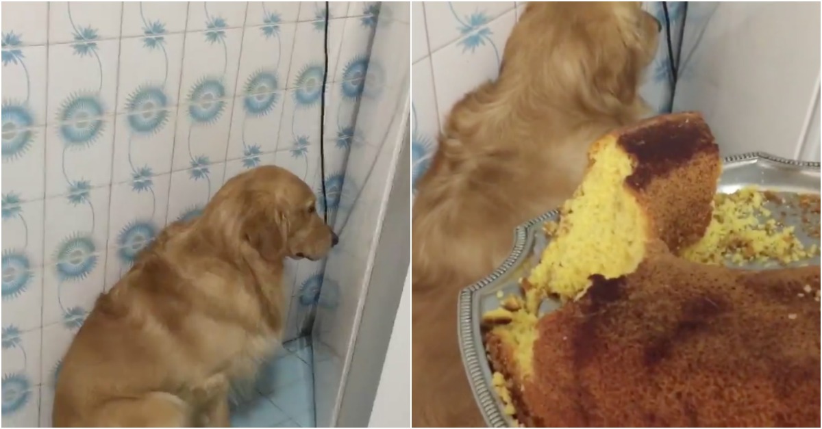 Cão é apanhado a comer bolo e finge que não é nada com ele
