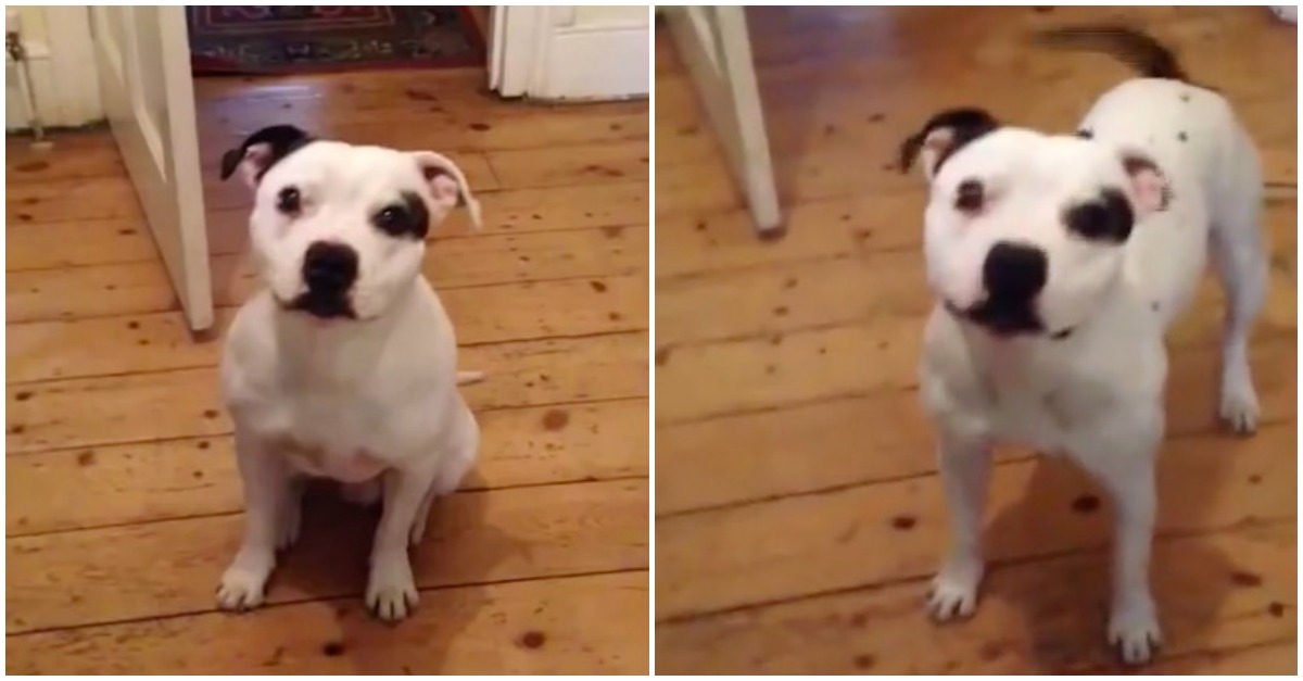 Cão vai buscar tudo o que é preciso para passear com o dono