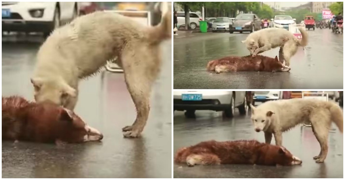 Cão comove a Internet ao tentar acordar o fiel companheiro que morreu atropelado
