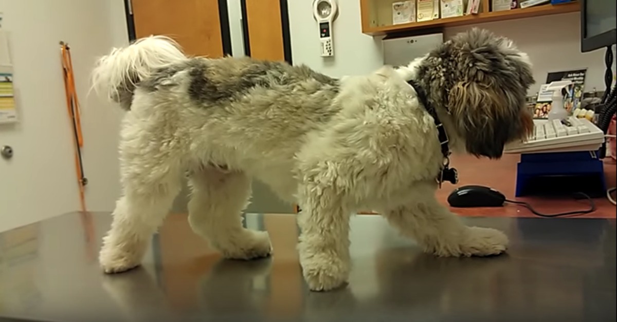 Cão congela de medo durante uma visita ao veterinário na esperança que o doutor não desse por ele