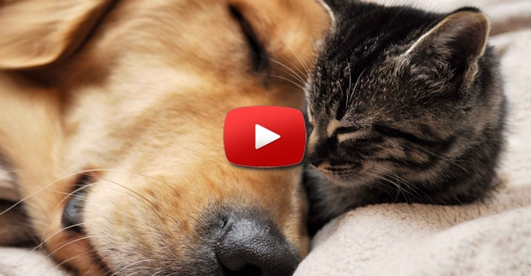 Cão e Gato