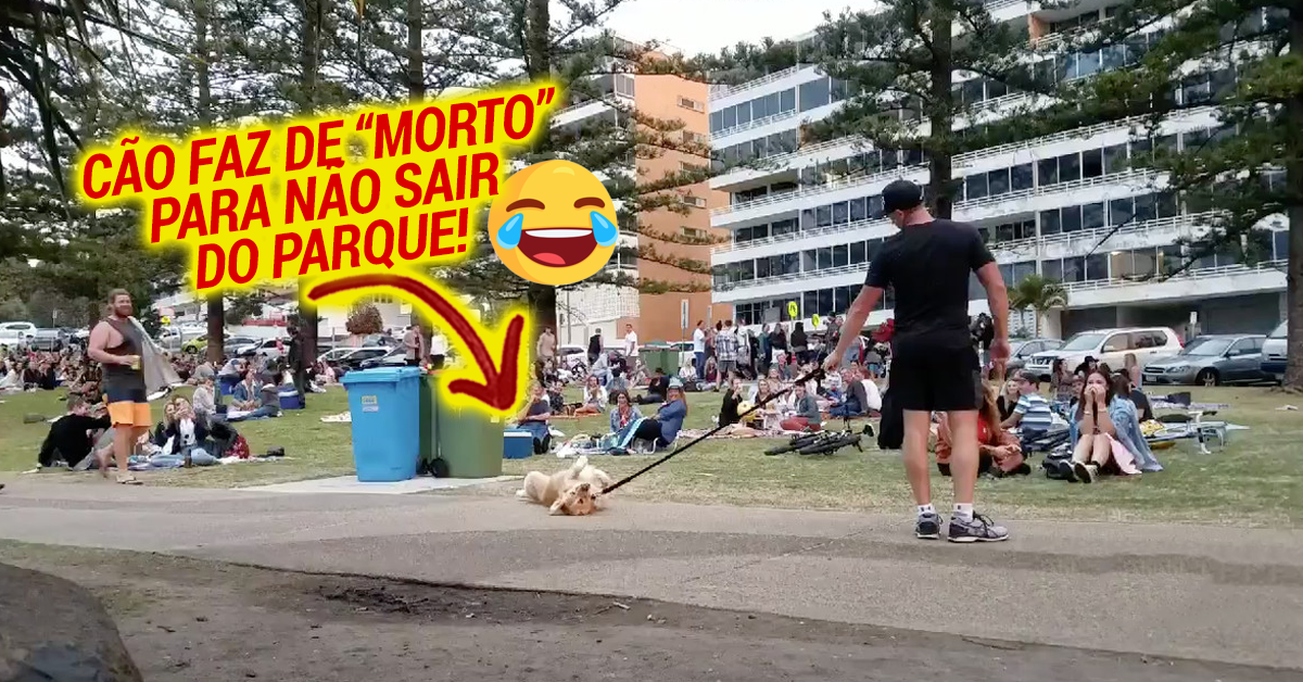 Cão faz-se de morto para não sair de parque e as pessoas adoraram