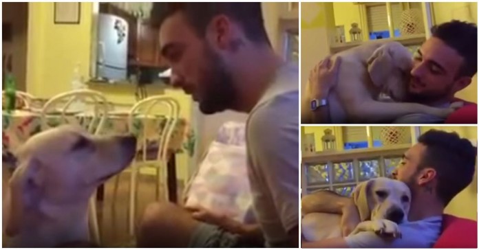Cão pede perdão ao seu dono por ter feito coisas más