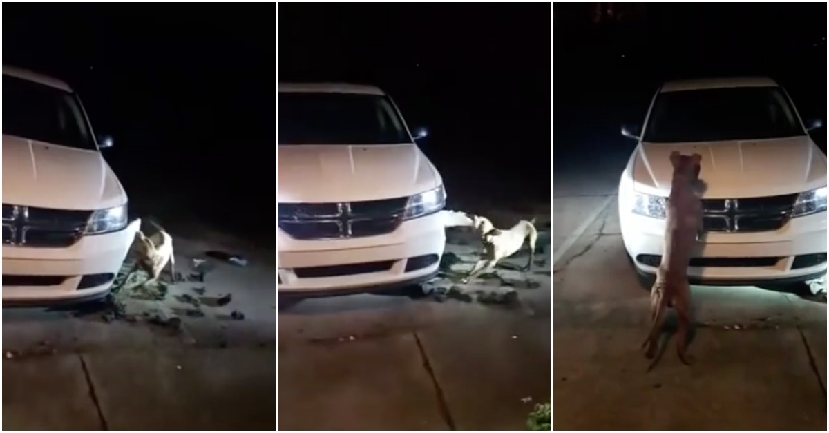 Cão furioso destrói carro para ver se apanha dois gatos que lá se escondiam