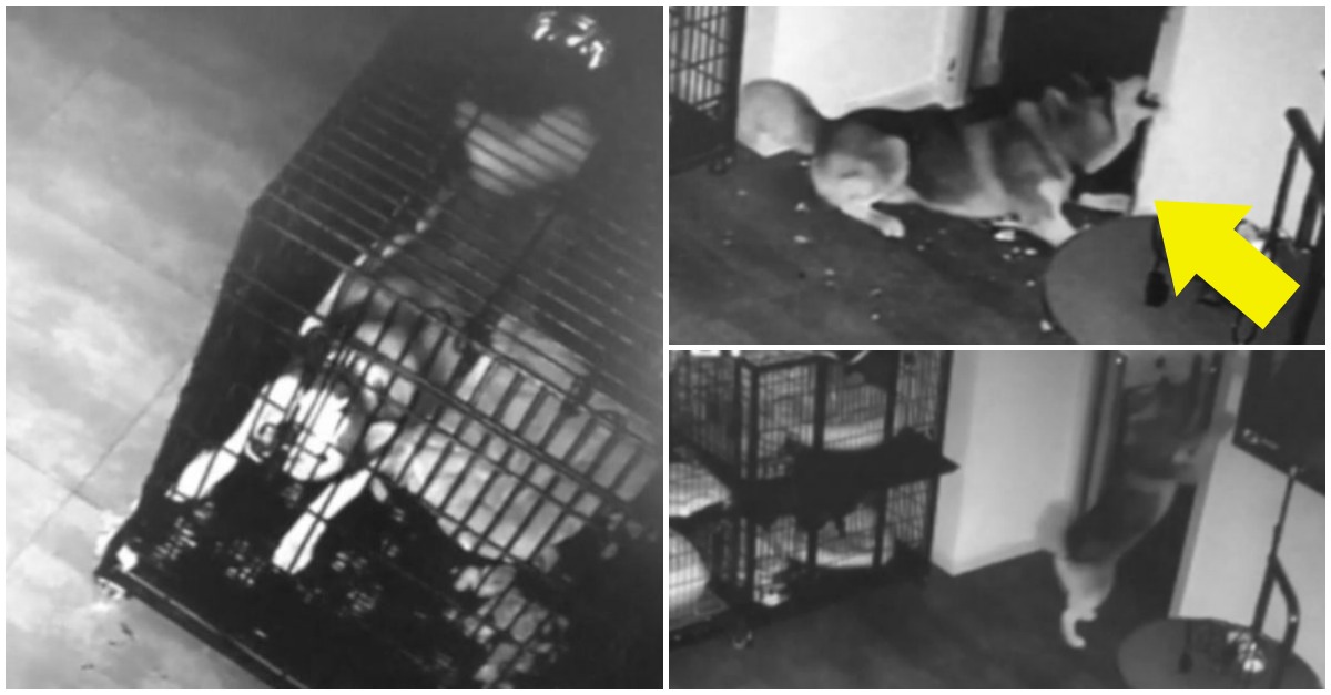 Cão inteligente foge da jaula e liberta outros cães que estavam presos